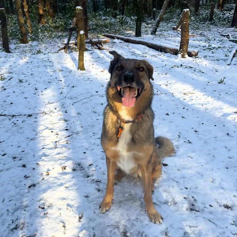 Pawprint Adventures project 6